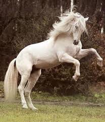 belous